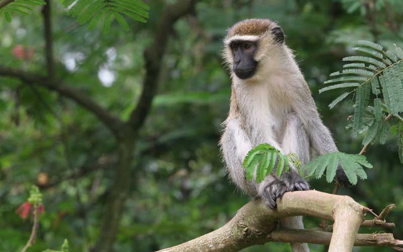St. Kitts Green Vervet Monkey